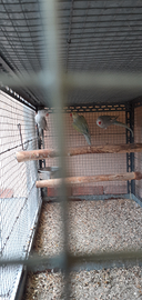 Parrocchetti dal collare