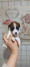 Cuccioli jack russel nani zampa corta
