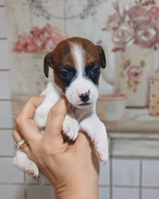 Cuccioli jack russel nani zampa corta
