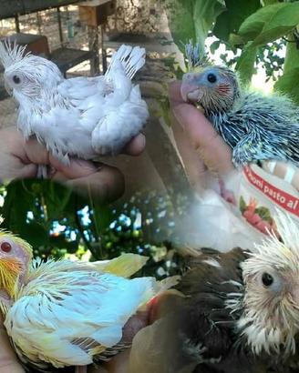 Pappagalli Calopsite DA IMBECCO