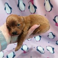 Cavapoo cucciola femmina