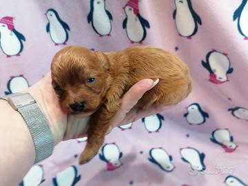 Cavapoo cucciola femmina