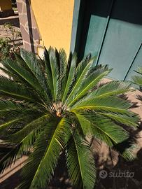 cycas 