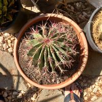 ferocatus stainesii