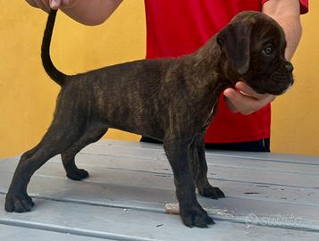 Splendidi cuccioli BOXER