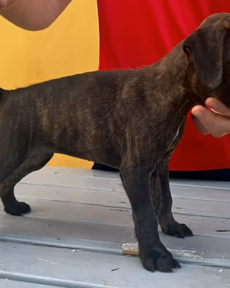 Splendidi cuccioli BOXER