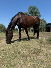Cavalla - Animali In vendita a Padova