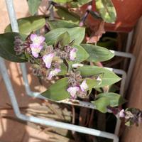 Pianta Tradescantia cerinthoides