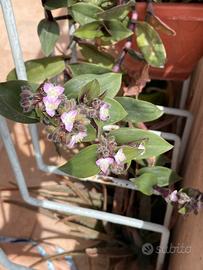 Pianta Tradescantia cerinthoides