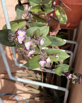 Pianta Tradescantia cerinthoides