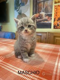 Gattini Scottish fold e straight