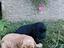 Immagine 3