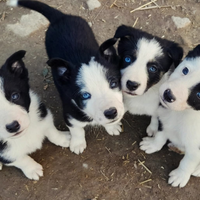Cuccioli di Border Collie