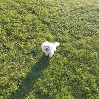 Maltese toy per monta