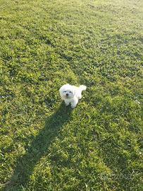 Maltese toy per monta