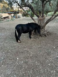 Mini pony femmina