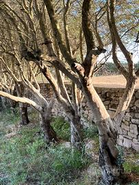 piante d'ulivo