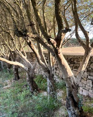 piante d'ulivo