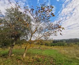 Terreno località crocino, Collesalvetti-Li