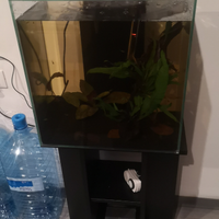 Askoll fluval edge 46 con mobile