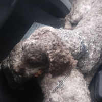 Lagotto