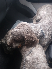 Lagotto