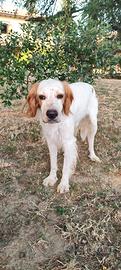 Setter inglese 2 anni
