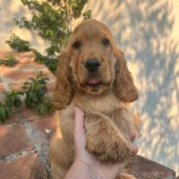 Cucciolo di cocker spaniel inglese con pedigree