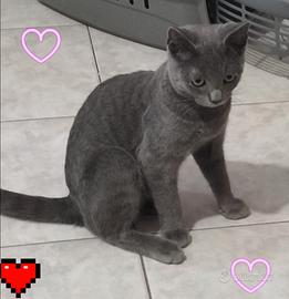 Gattino certosino 4 mesi