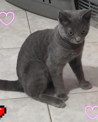 Gattino certosino 4 mesi