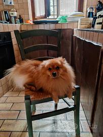 Volpino Pomerania femmina per accoppiamento
