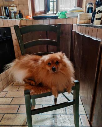Volpino Pomerania femmina per accoppiamento