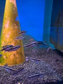 Pelvicachromis pulcher