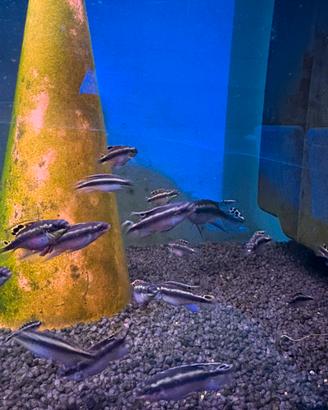 Pelvicachromis pulcher