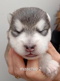 Alaskan Malamute