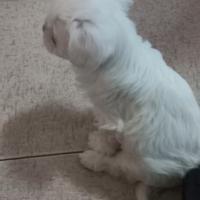 Cucciolo maltese