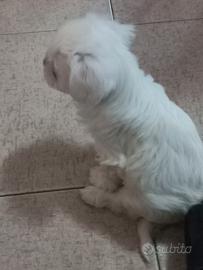 Cucciolo maltese