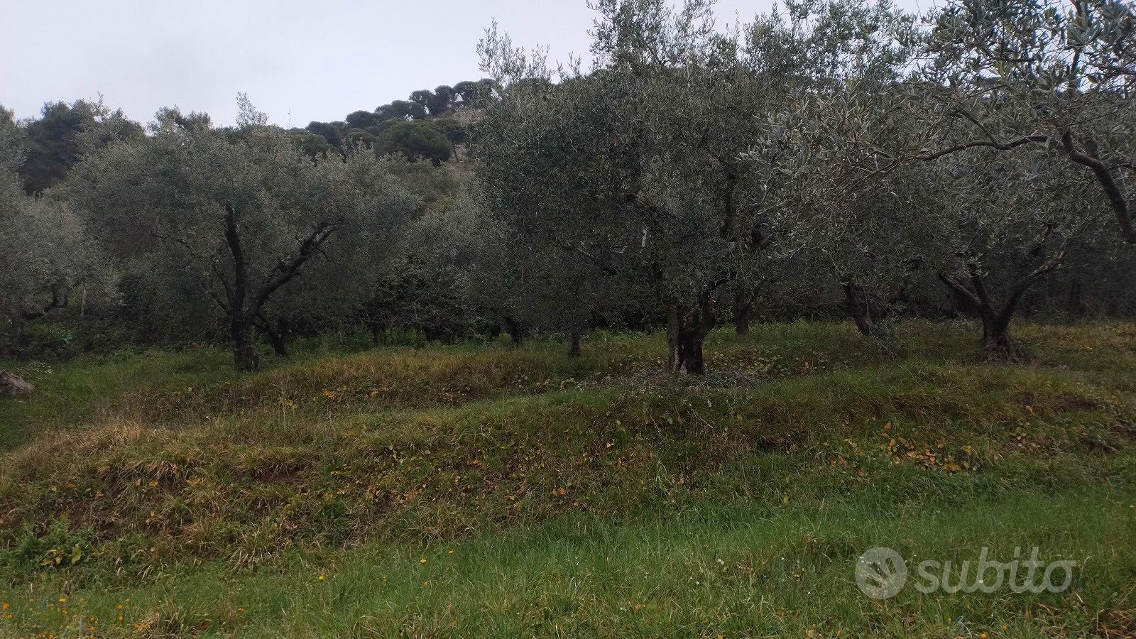 Uliveto a Sezze(LT) - Vista 4