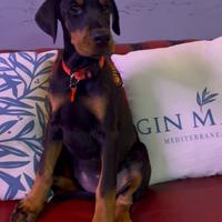 Cuccioli dobermann