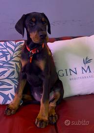 Cuccioli dobermann