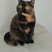 Gattini british shorthair di 5 mesi