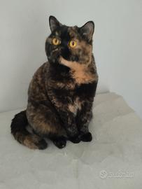 Gattini british shorthair di 5 mesi