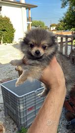 Volpino Pomerania