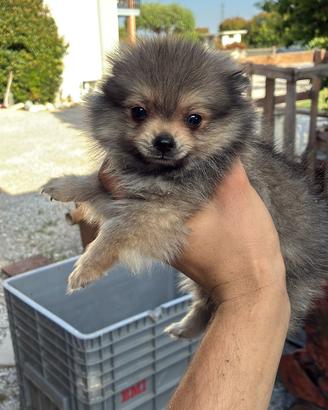 Volpino Pomerania