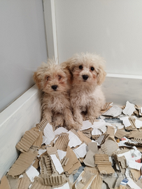 Maltipoo Toy Maschietti