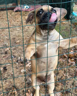 Cucciolo bulldog francese