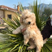 Disponibile ugo3 mesi
