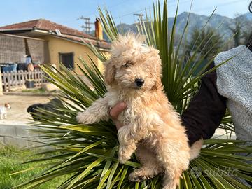 Disponibile ugo3 mesi