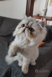 Gatto persiano per accoppiamento