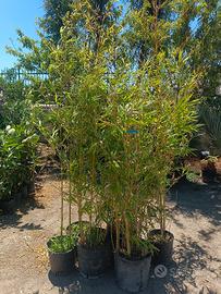 piante di bambù dorato 